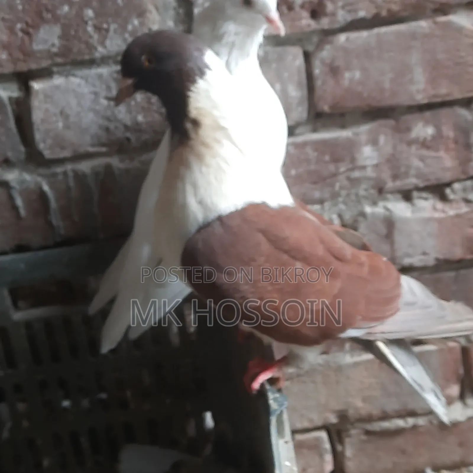 লাল স্টেচার সিঙ্গেল এক পিস ছেলে