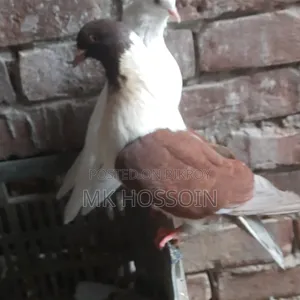 লাল স্টেচার সিঙ্গেল এক পিস ছেলে