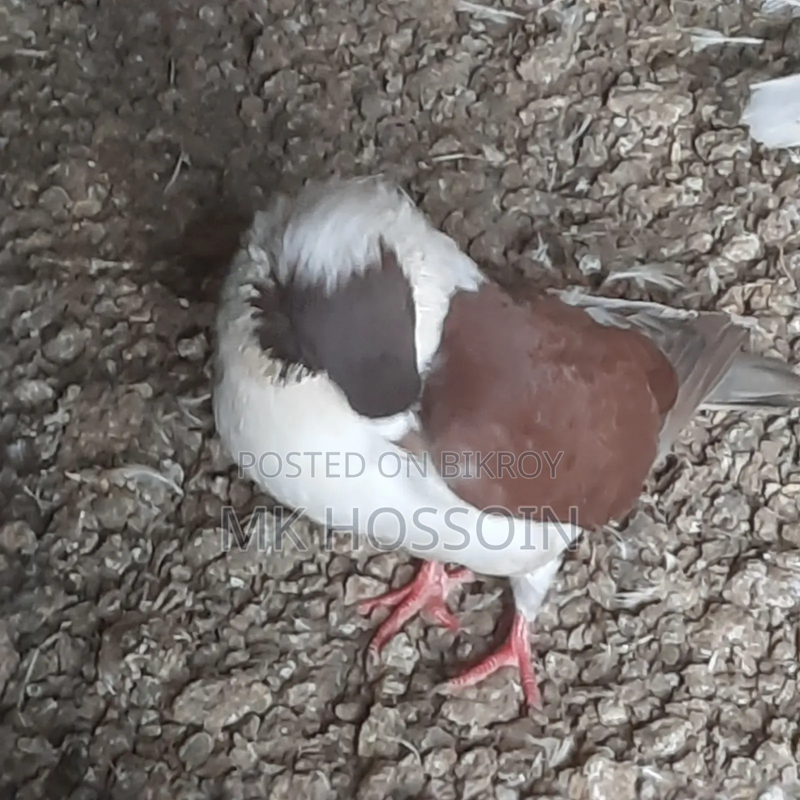 লাল স্টেচার সিঙ্গেল এক পিস ছেলে