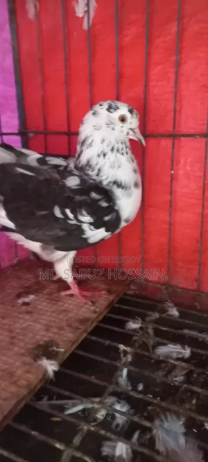 বাংলা মাদি কবুতর