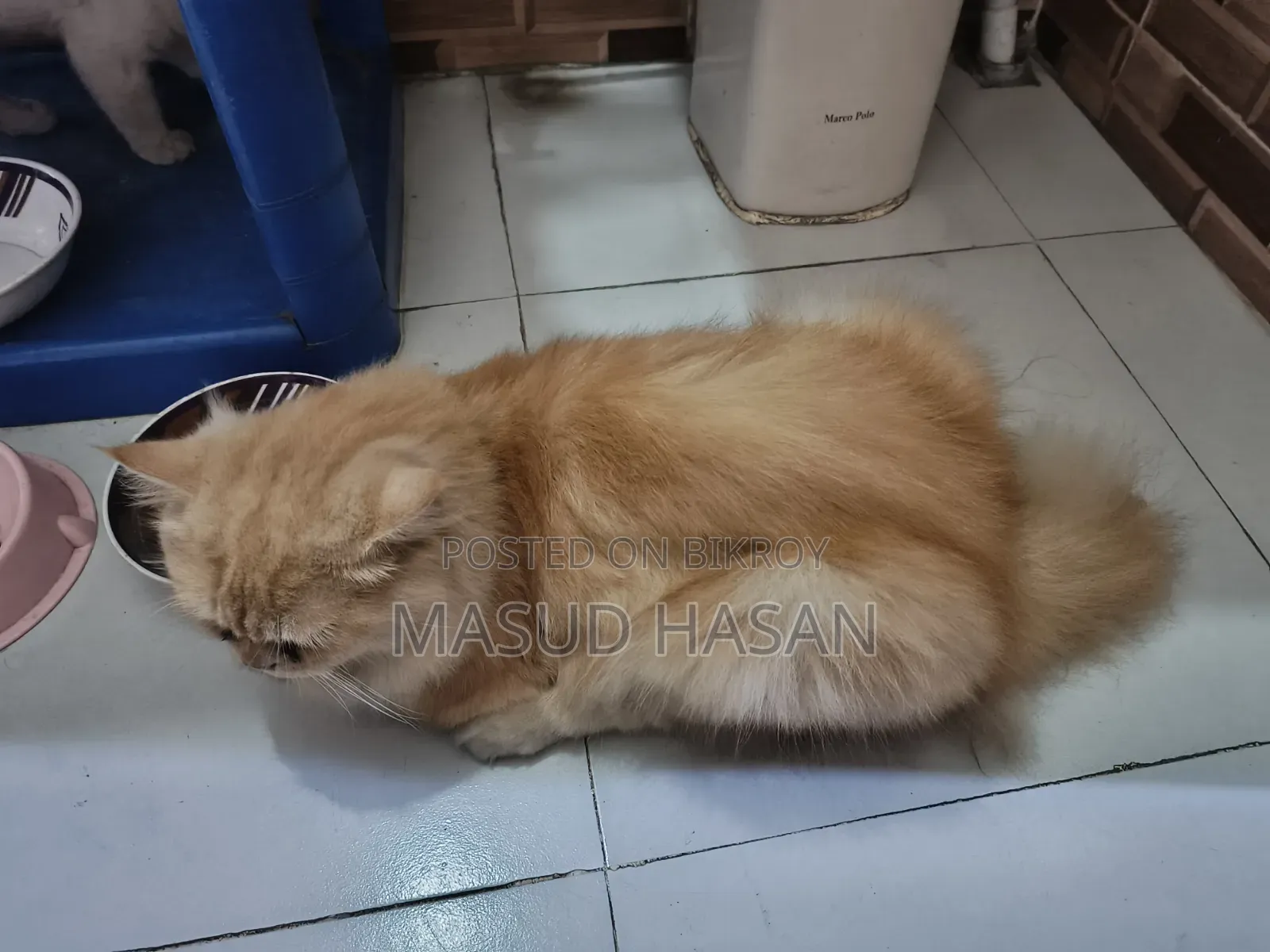 6-12 months Male Purebred Persian