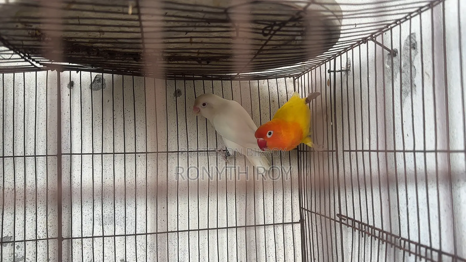 মাশাল্লাহ। রানিং লাভ বার্ড। Love Bird