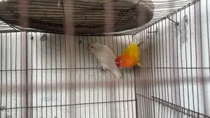 মাশাল্লাহ। রানিং লাভ বার্ড। Love Bird