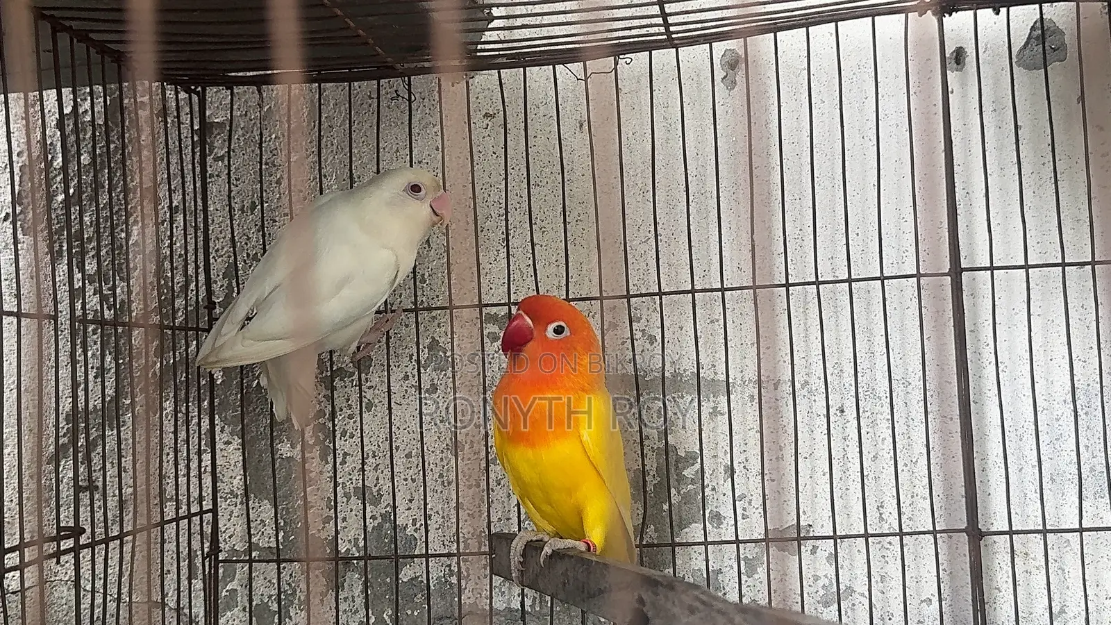 মাশাল্লাহ। রানিং লাভ বার্ড। Love Bird