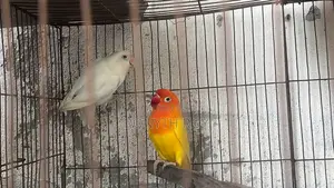 মাশাল্লাহ। রানিং লাভ বার্ড। Love Bird