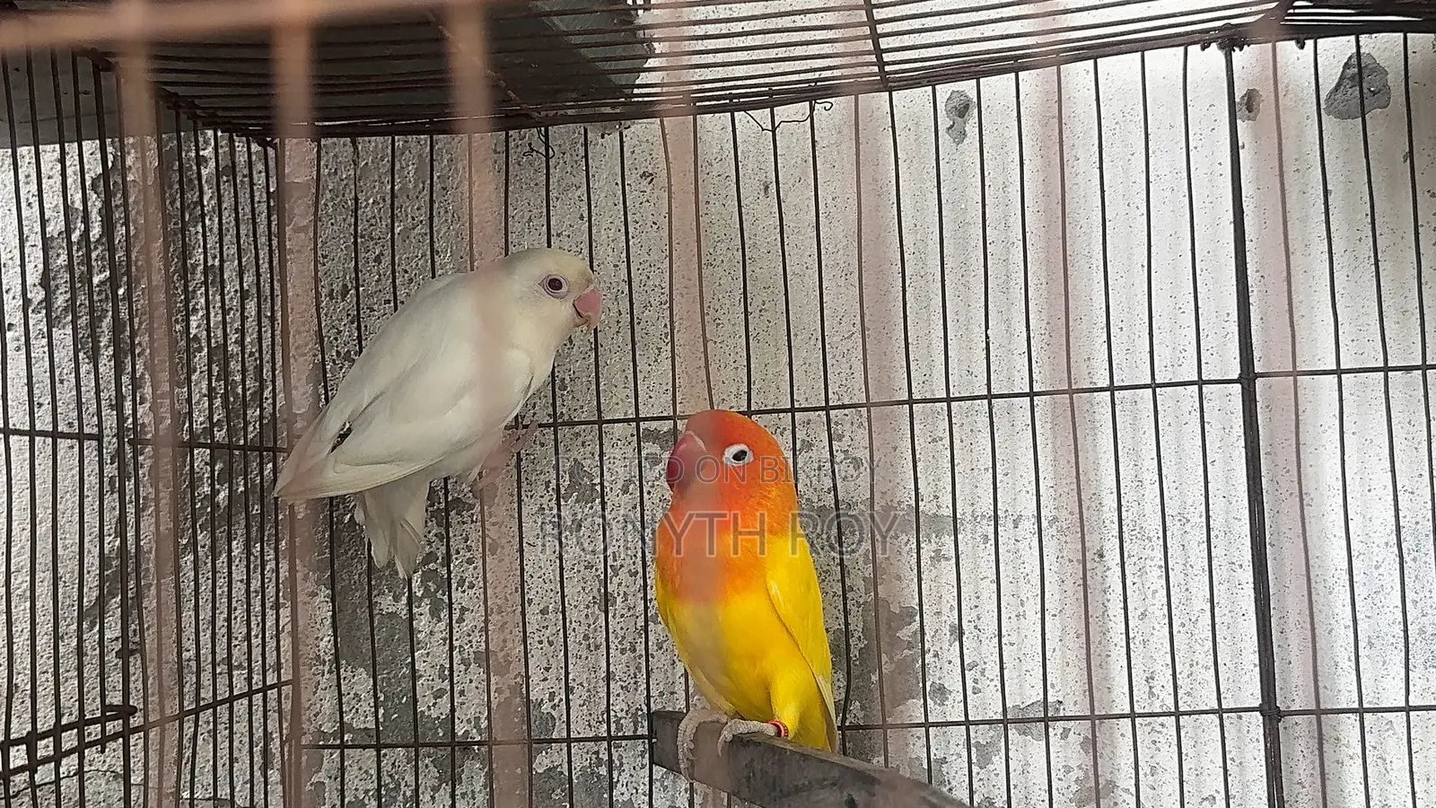 মাশাল্লাহ। রানিং লাভ বার্ড। Love Bird