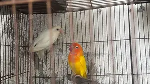 মাশাল্লাহ। রানিং লাভ বার্ড। Love Bird