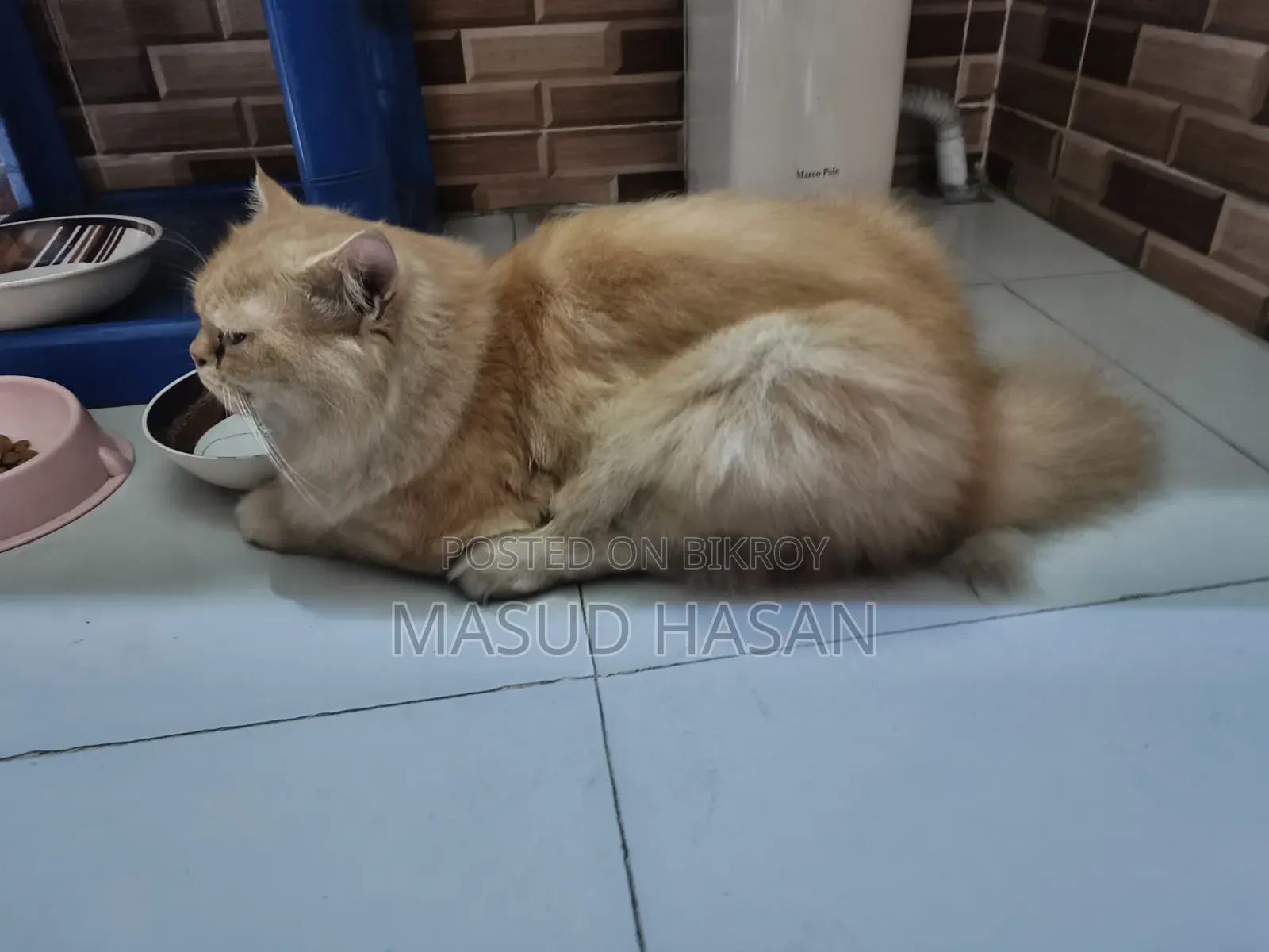 6-12 months Male Purebred Persian