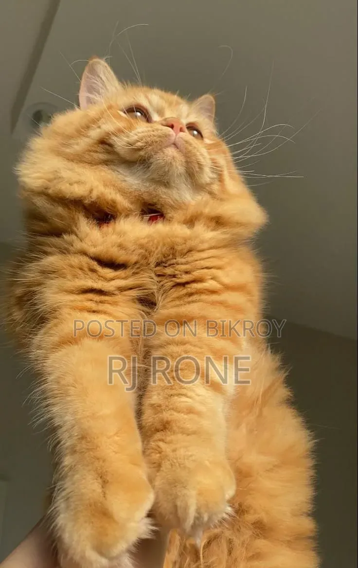 3-6 months Male Mixed Breed Persian