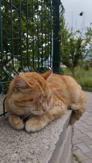 3-6 months Male Mixed Breed Persian