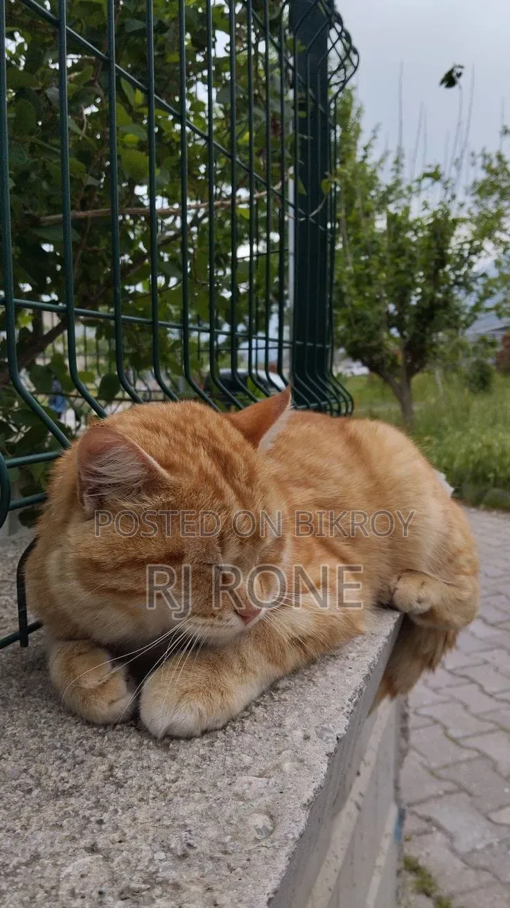 3-6 months Male Mixed Breed Persian