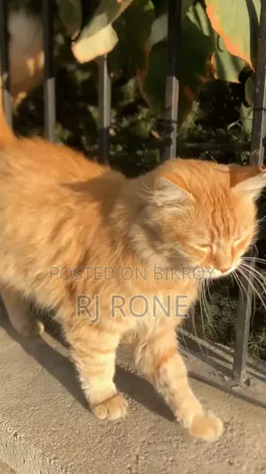 3-6 months Male Mixed Breed Persian
