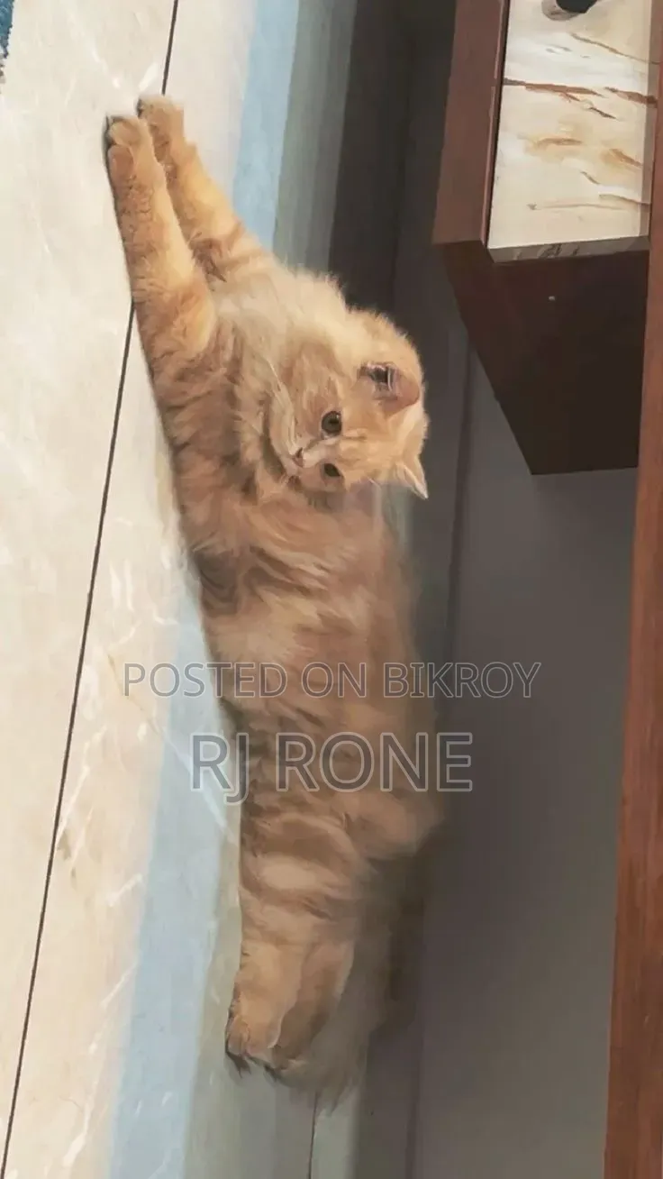 3-6 months Male Mixed Breed Persian