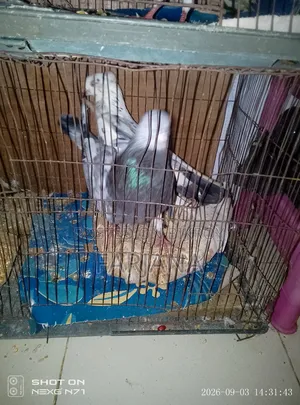 কবুতরকবুতর বিক্রি করব টাকার প্রয়োজন