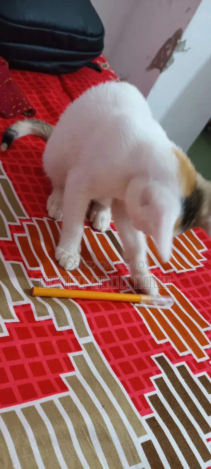 1-3 months Female Purebred Bengal
