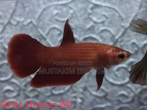 Super Red Rosetail Halfmoon Pair. Imported Fish.
