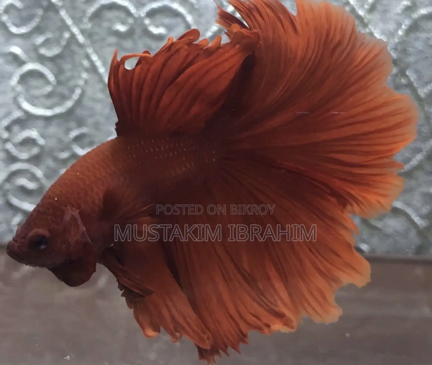 Super Red Rosetail Halfmoon Pair. Imported Fish.