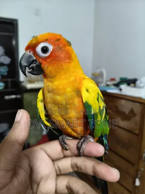 Red Dominant Sun Conure Male Dan Papers Available Tame