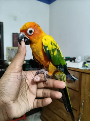 Red Dominant Sun Conure Male Dan Papers Available Tame