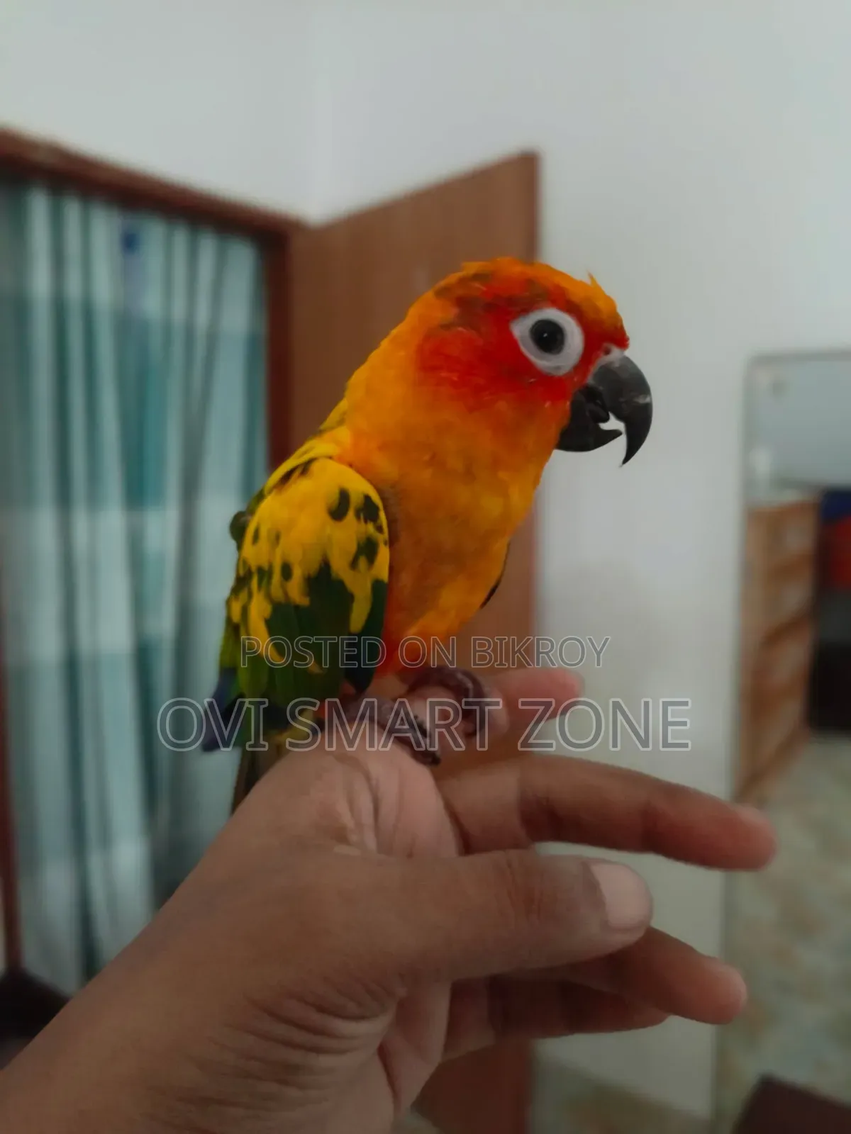 Red Dominant Sun Conure Male Dan Papers Available Tame