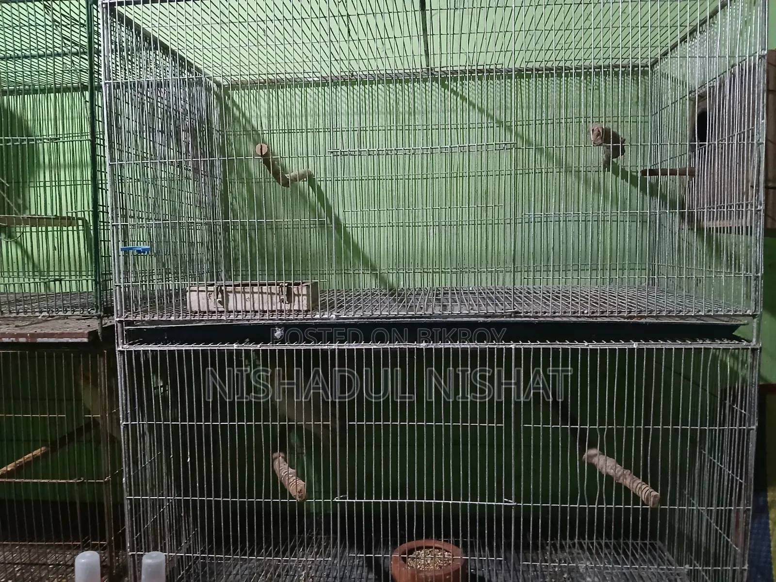 Cage / খাচা