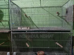 Cage / খাচা