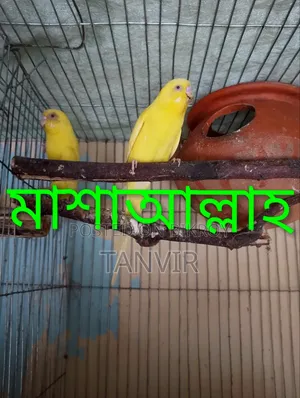 লুটিনো রেড আই বাজিগর বাচ্চা সহ