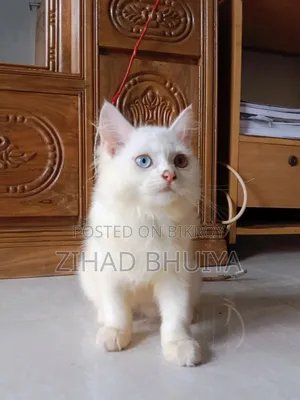1-3 months Male Purebred Persian