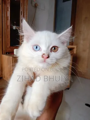 1-3 months Male Purebred Persian