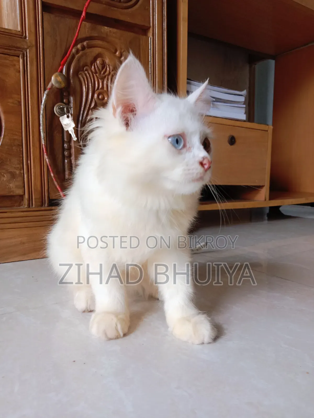 1-3 months Male Purebred Persian