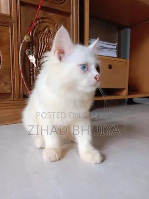 1-3 months Male Purebred Persian