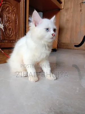 1-3 months Male Purebred Persian