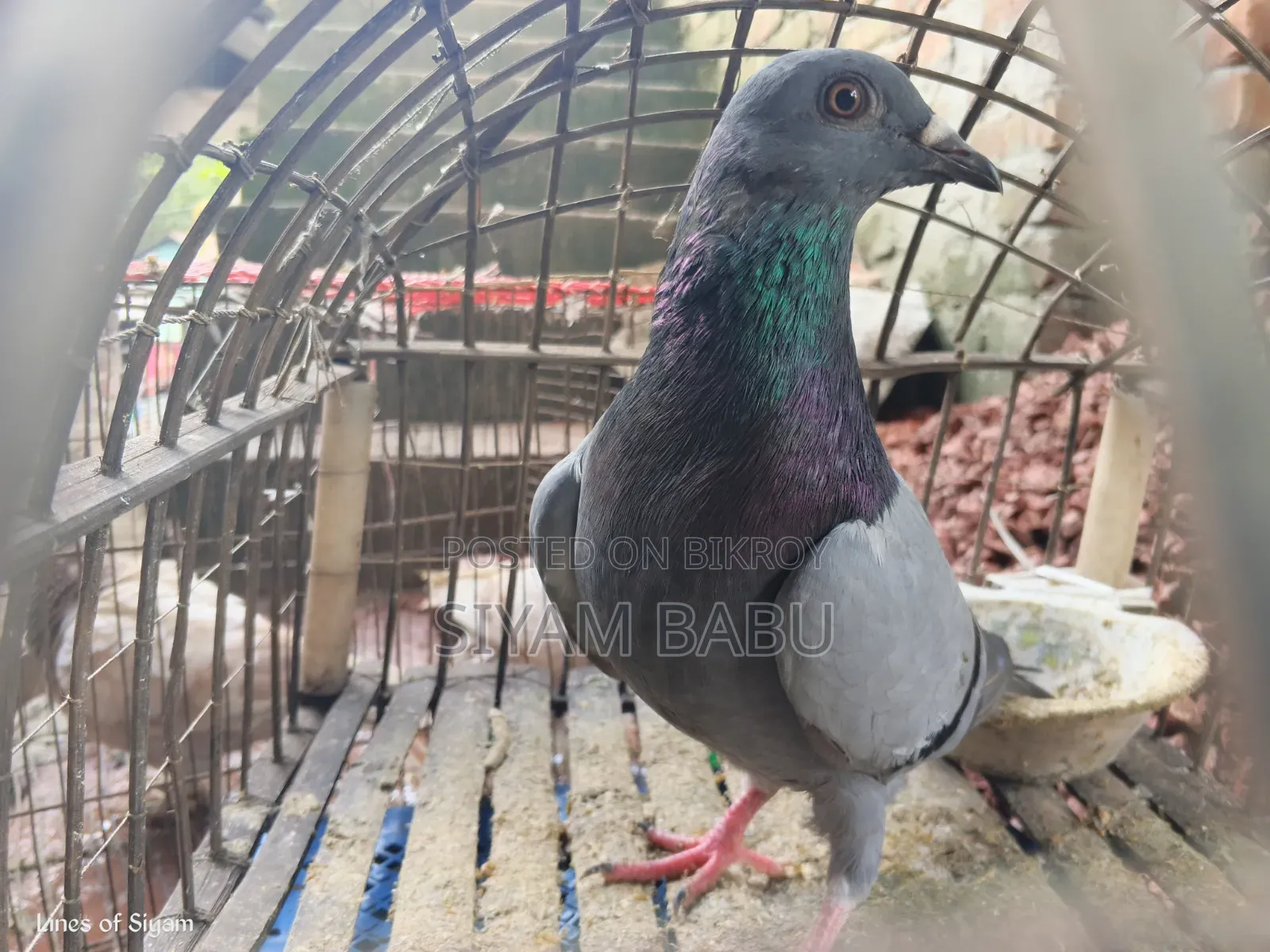 হাই কোয়ালিটি রেসার নর New Adult