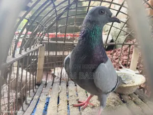 হাই কোয়ালিটি রেসার নর New Adult