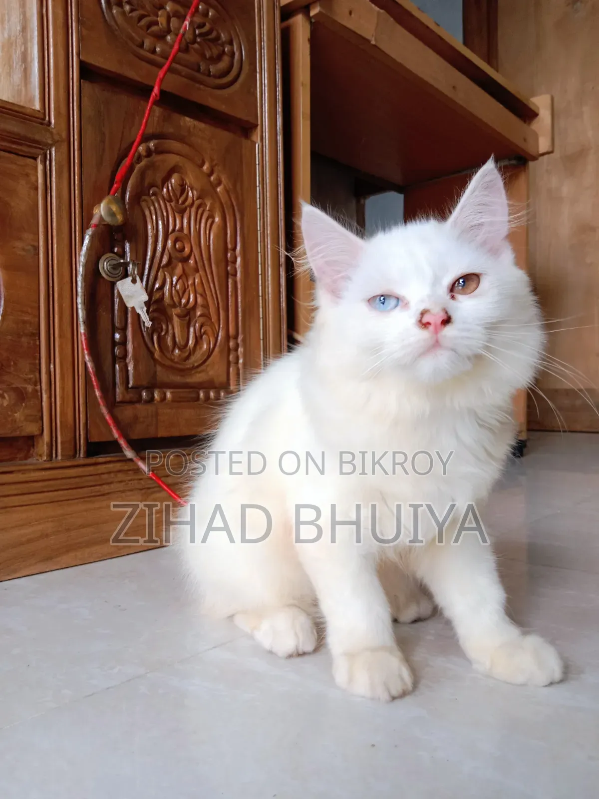 1-3 months Male Purebred Persian