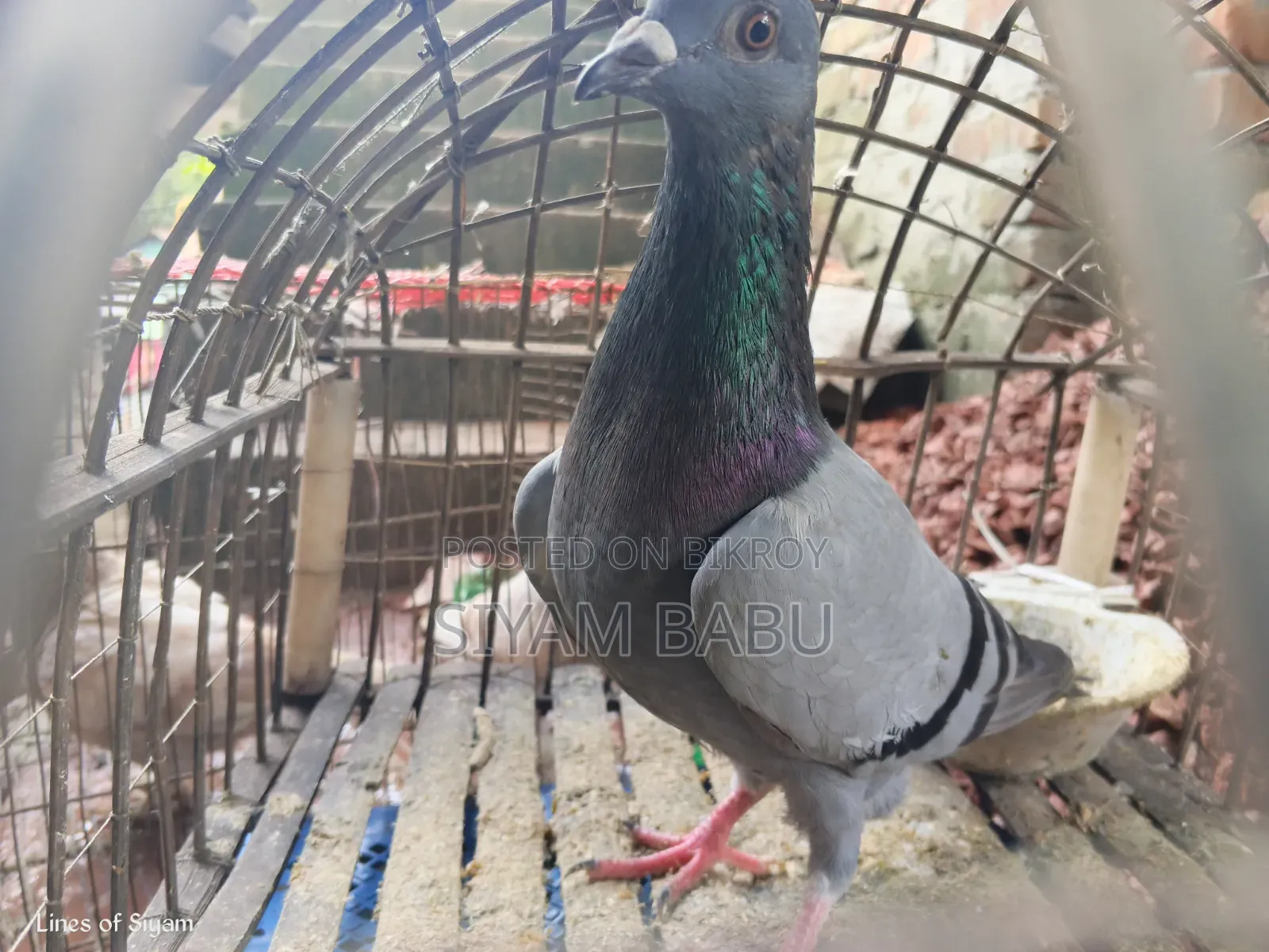 হাই কোয়ালিটি রেসার নর New Adult