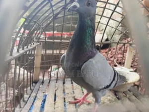 হাই কোয়ালিটি রেসার নর New Adult