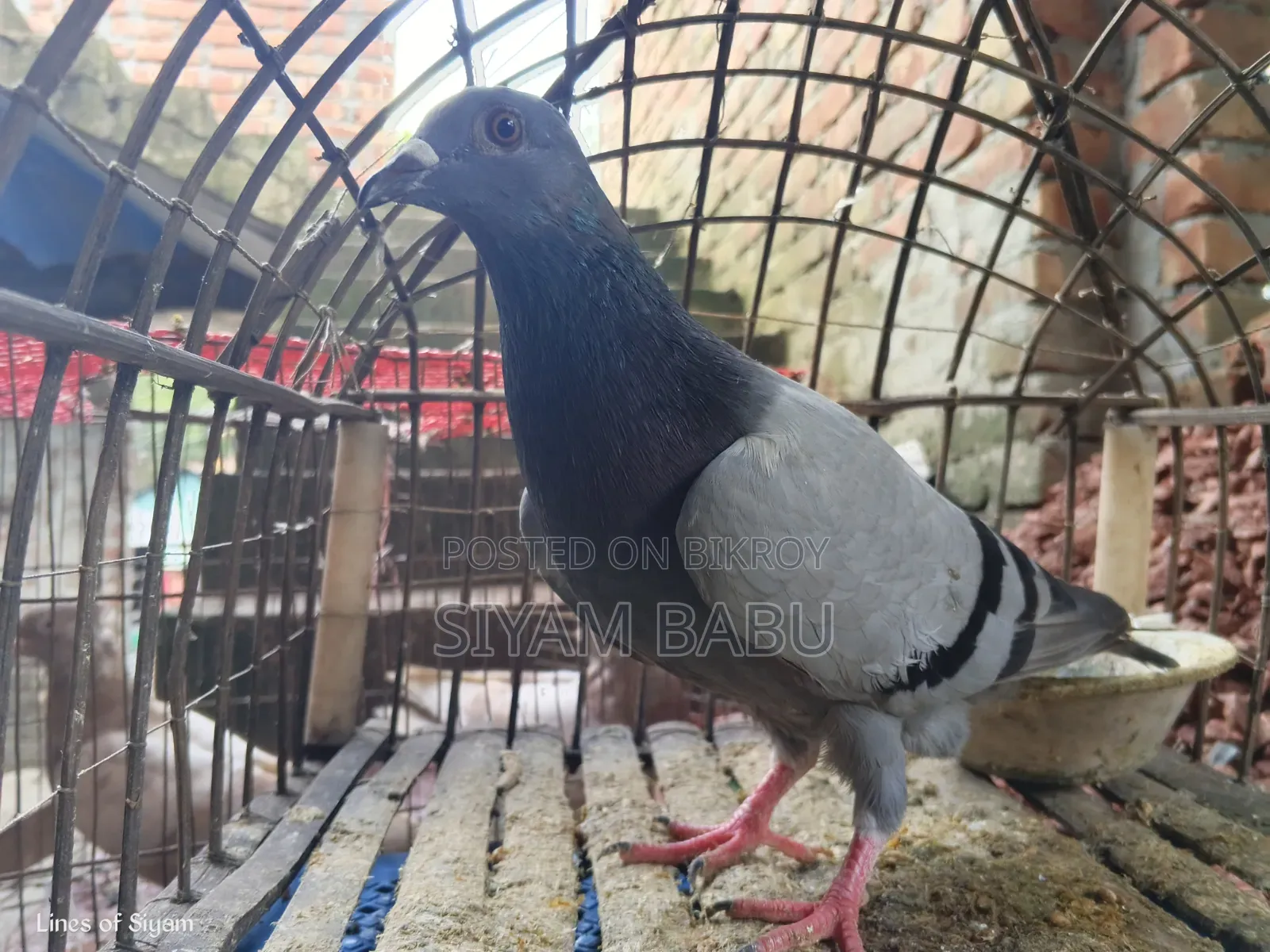 হাই কোয়ালিটি রেসার নর New Adult