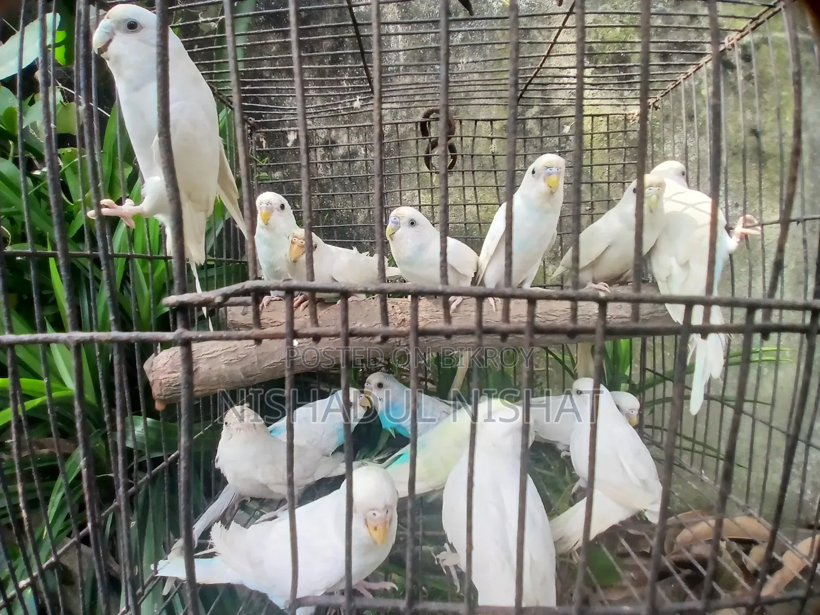 বাজিগার পাখি
