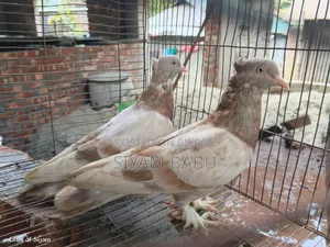 রাজশাহী গিরিবাজ