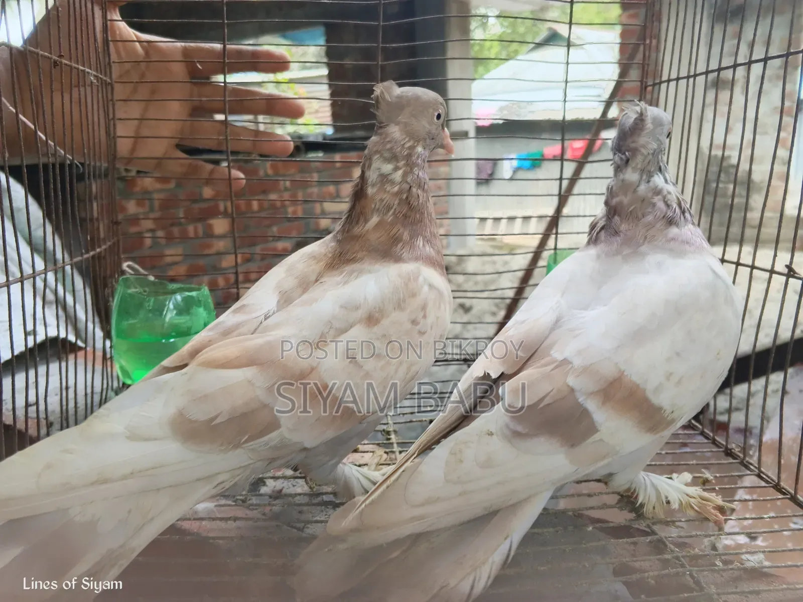রাজশাহী গিরিবাজ