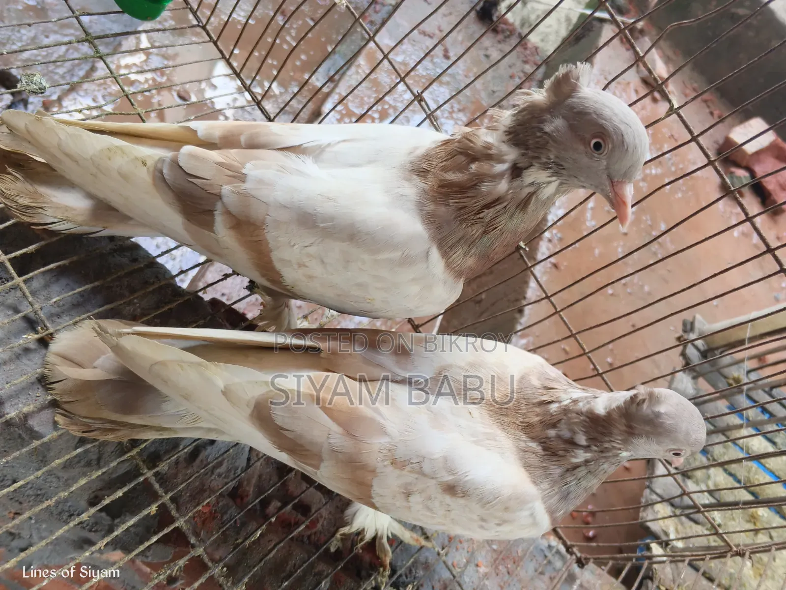 রাজশাহী গিরিবাজ