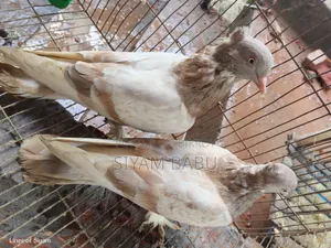রাজশাহী গিরিবাজ