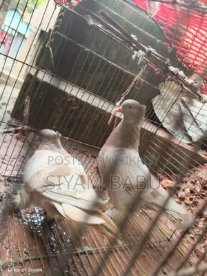 রাজশাহী গিরিবাজ