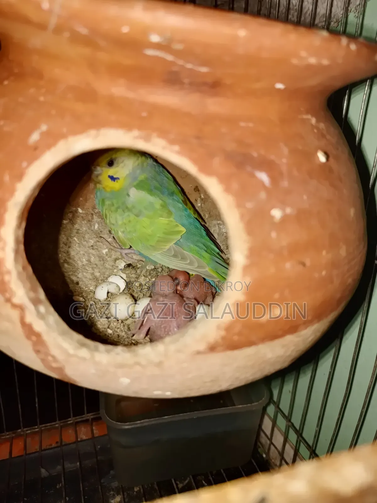 রেইনবো,লুটিনো বাচ্চা সহ বিক্রি হবে
