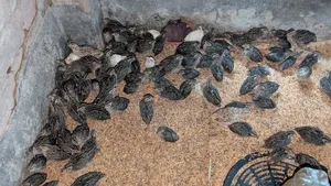 কোয়েল পাখি