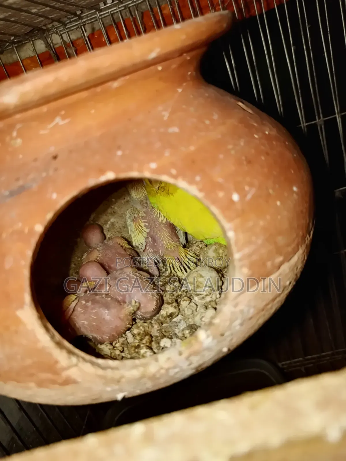 রেইনবো,লুটিনো বাচ্চা সহ বিক্রি হবে