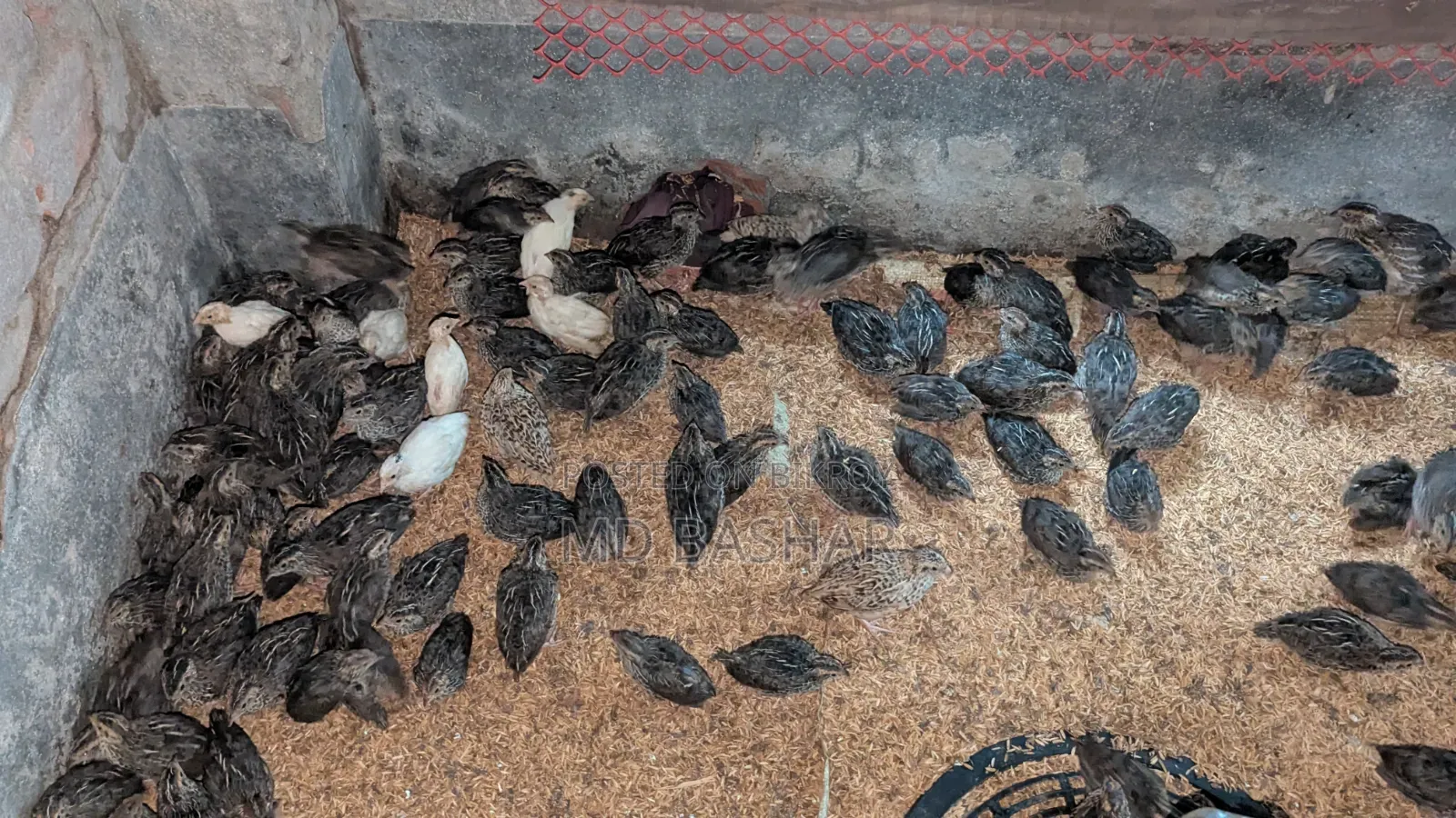 কোয়েল পাখি