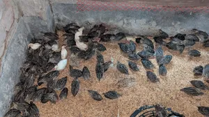 কোয়েল পাখি