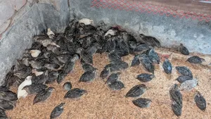 কোয়েল পাখি